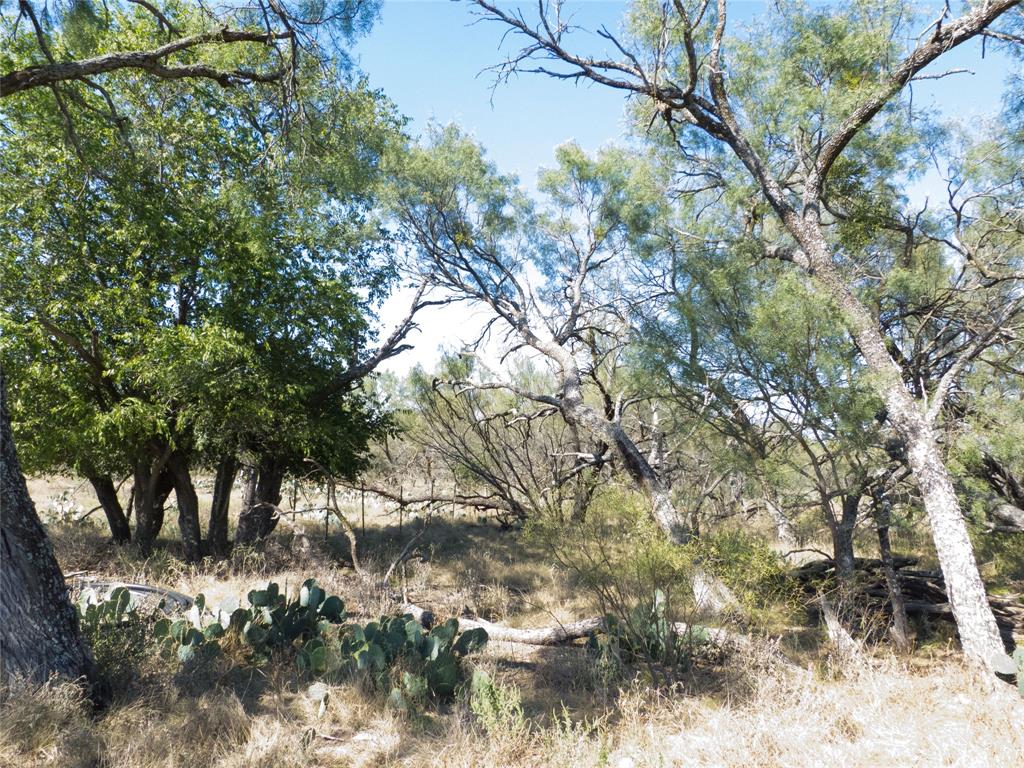 1597 County Road 305 Zephyr, TX 76890 - Photo 31 of 40 a view of tree