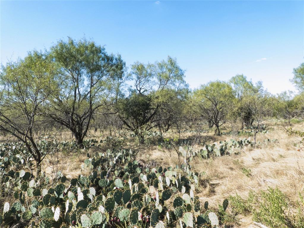 1597 County Road 305 Zephyr, TX 76890 - Photo 32 of 40 a view of a yard with a tree