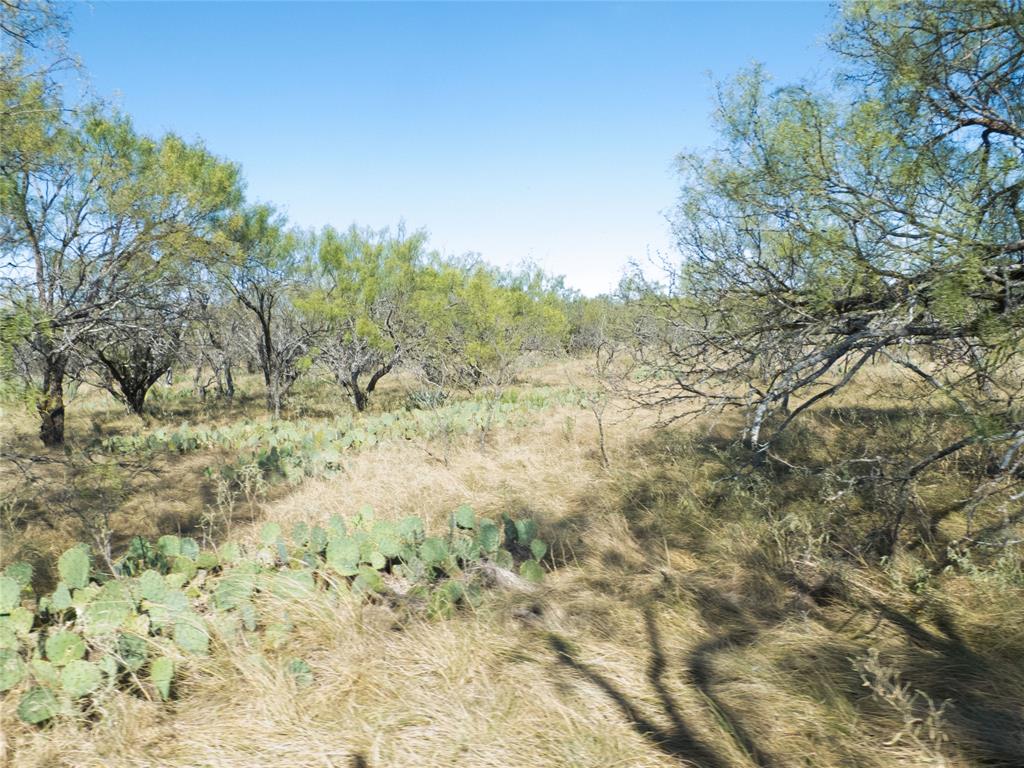 1597 County Road 305 Zephyr, TX 76890 - Photo 38 of 40 a view of a yard with a tree