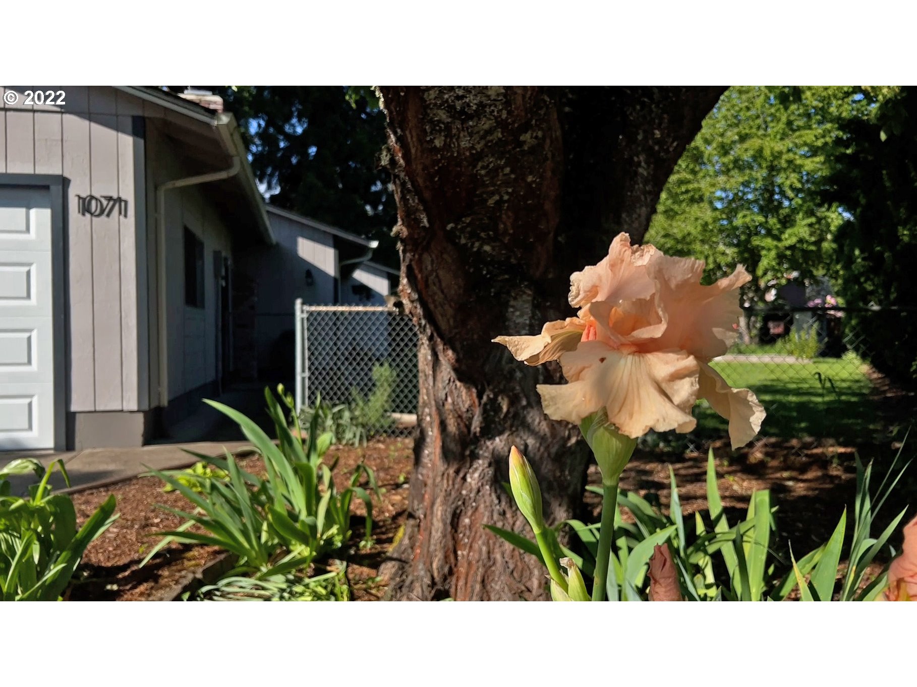 1071 Cole Way Springfield, OR 97478 - Photo 29 of 30 a view of a backyard