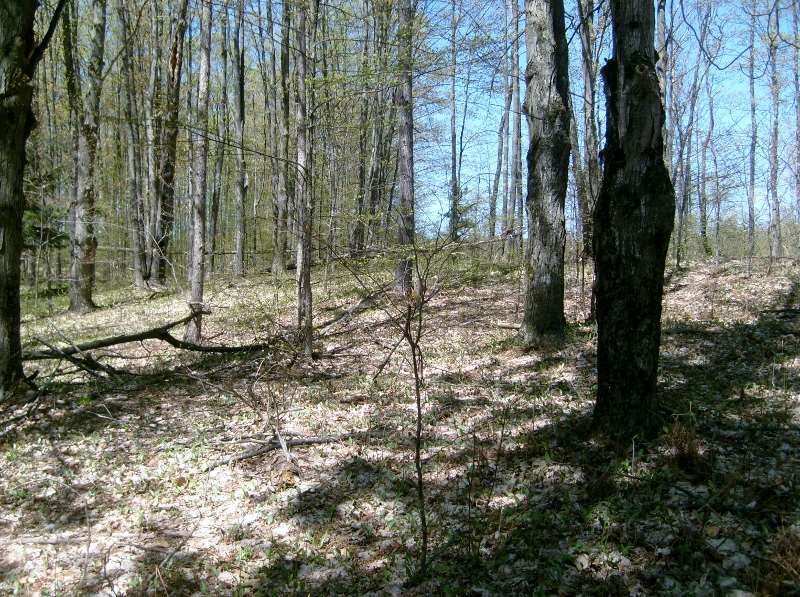 335 West Sharon Road Southeast Fife Lake, MI 49633 - Photo 76 of 99 1874973-75.JPG