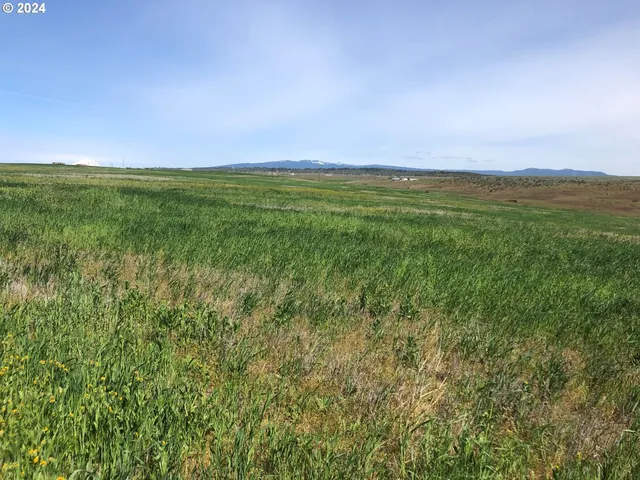 a view of a field with an ocean