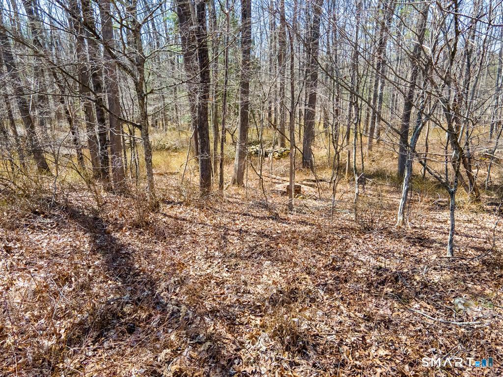 36 Olde Meadow Road Woodstock, CT 06281 - Photo 7 of 14 a view of a yard with a trees
