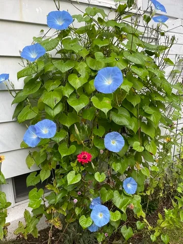 $549,900 | 827 Pike Avenue, Attleboro, MA 02703