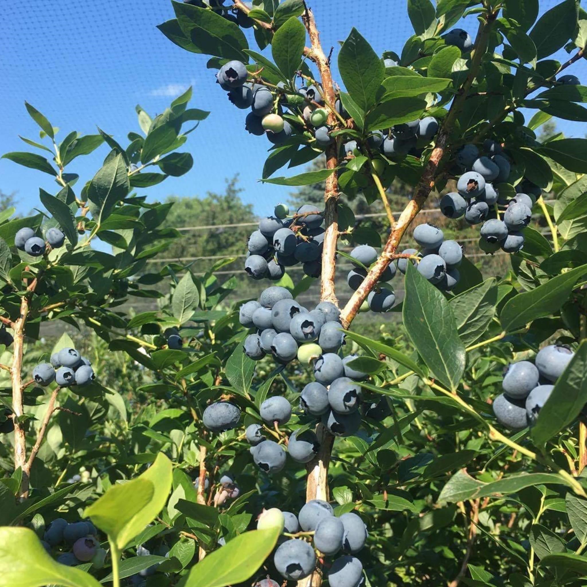 63 Adams School Road Grand Isle, VT 05458 - Photo 4 of 57