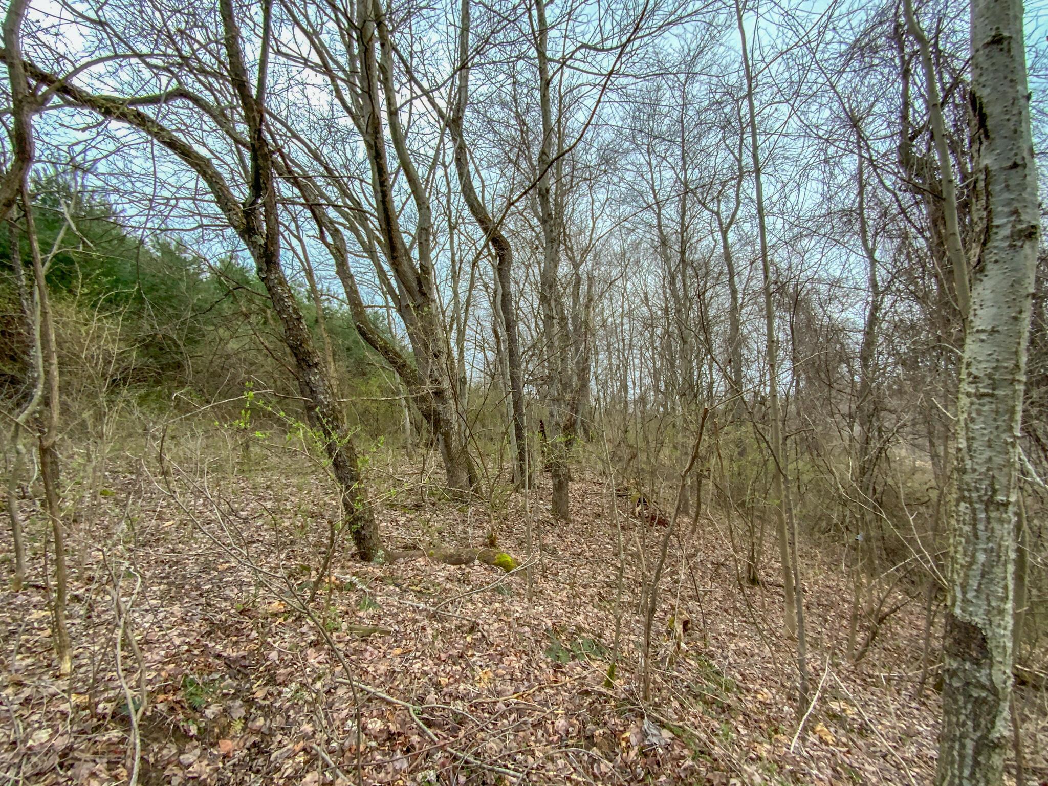 Lot 1 Fogle Road Caldwell, OH 43724 - Photo 5 of 20 IMG_5308