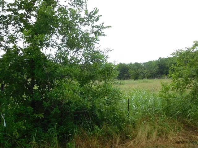 a view of a lush green forest with lawn chairs