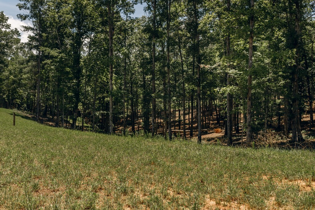 Lot 133 Ridges Of Blue Ridge Morganton, GA 30560 - Photo 11 of 36 a view of a park with large trees