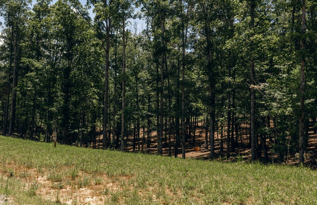 Lot 133 Ridges Of Blue Ridge Morganton, GA 30560 - Photo 13 of 36 a view of a field with trees in the background