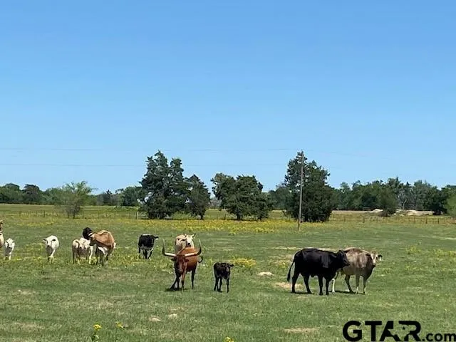 a couple of chairs sitting in a yard next to a lake