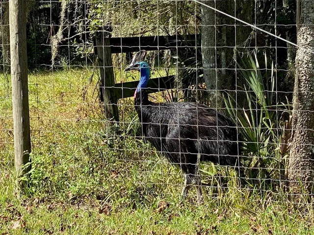 a view of a park with large trees
