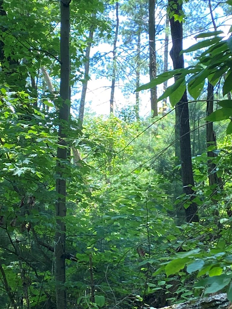L336 Brushy Top Road Ellijay, GA 30540 - Photo 1 of 15 Main View