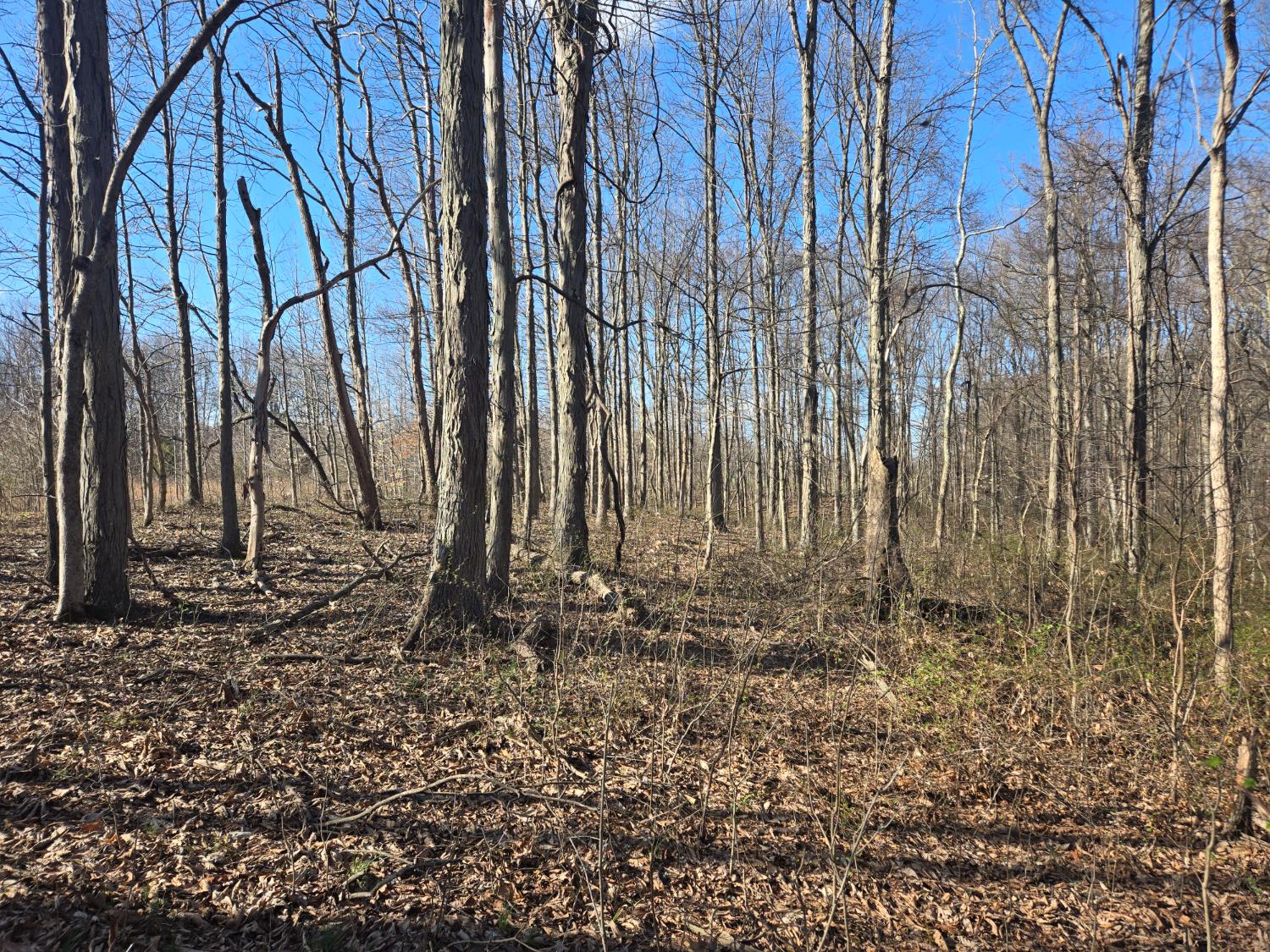 0 Mettle Road Laurel, IN 47024 - Photo 19 of 35