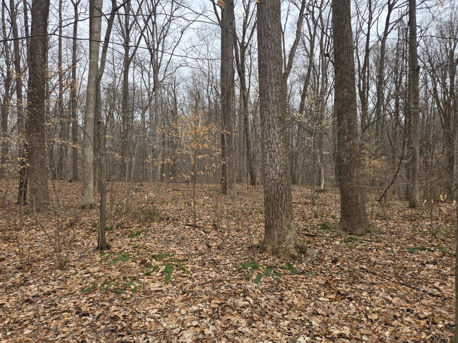 0 Mettle Road Laurel, IN 47024 - Photo 30 of 35