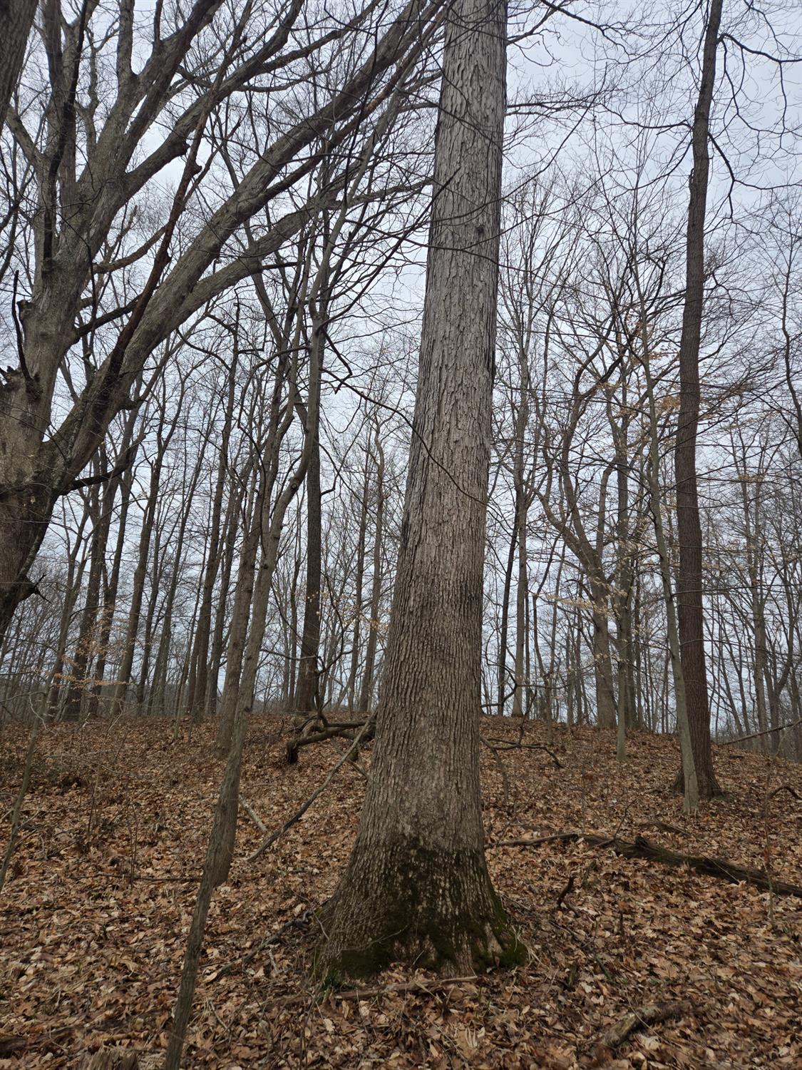 0 Mettle Road Laurel, IN 47024 - Photo 31 of 35