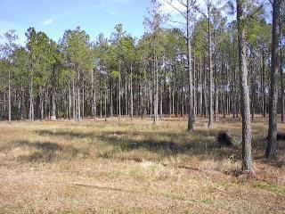 L7-8 Thurman Road Beaufort, NC 28516 - Photo 2 of 2 Listing Photo