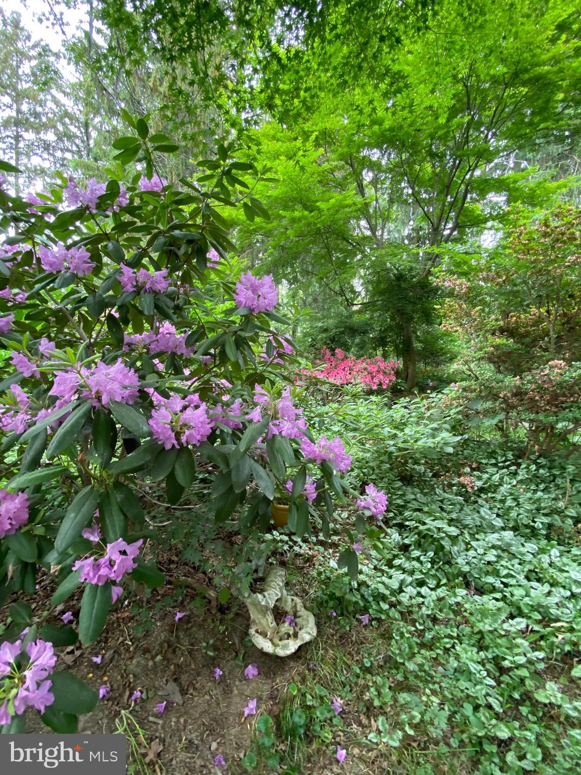 340 State Road Media, PA 19063 - Photo 9 of 45 The foliage is beautiful