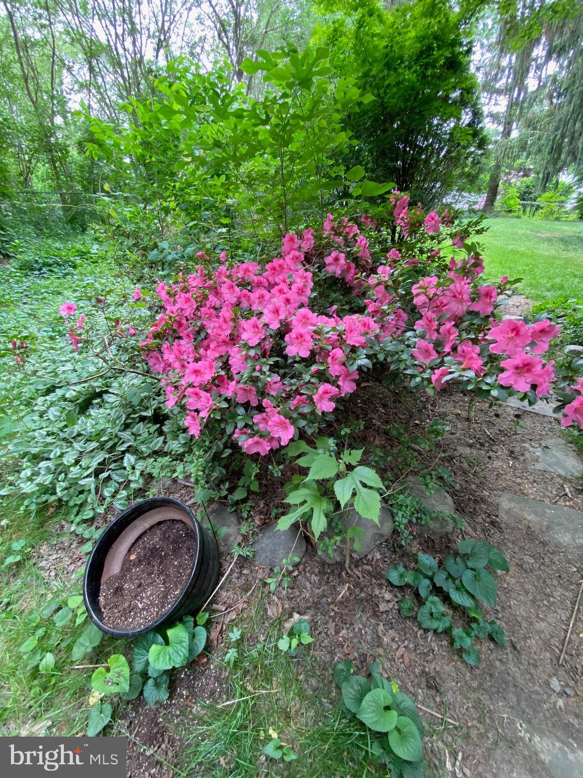 340 State Road Media, PA 19063 - Photo 10 of 45 Remnants of the owner's love of plants