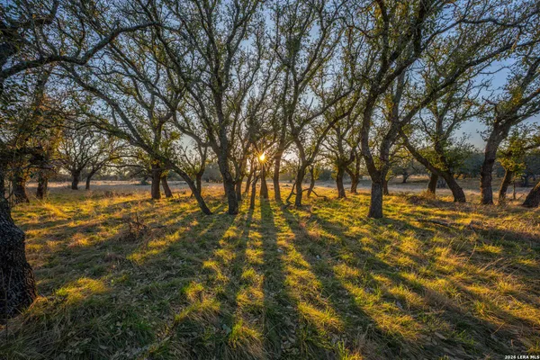 a view of a yard with trees