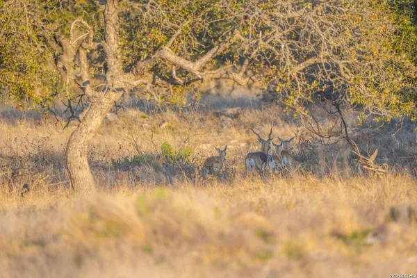 $22,509,030 | Tbd Treadwell Lane, Fort McKavett, TX 76859