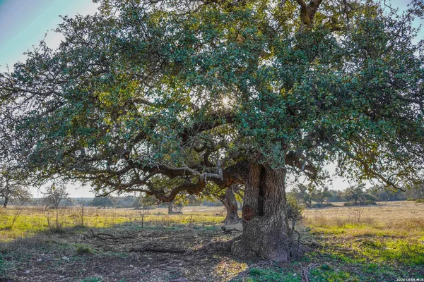 a view of a beach with large trees