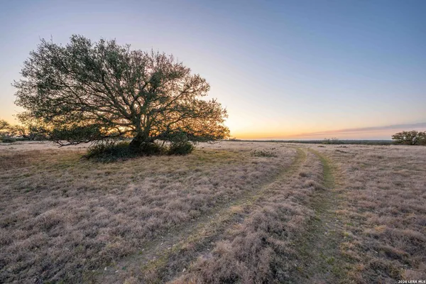 a view of a dry yard with trees