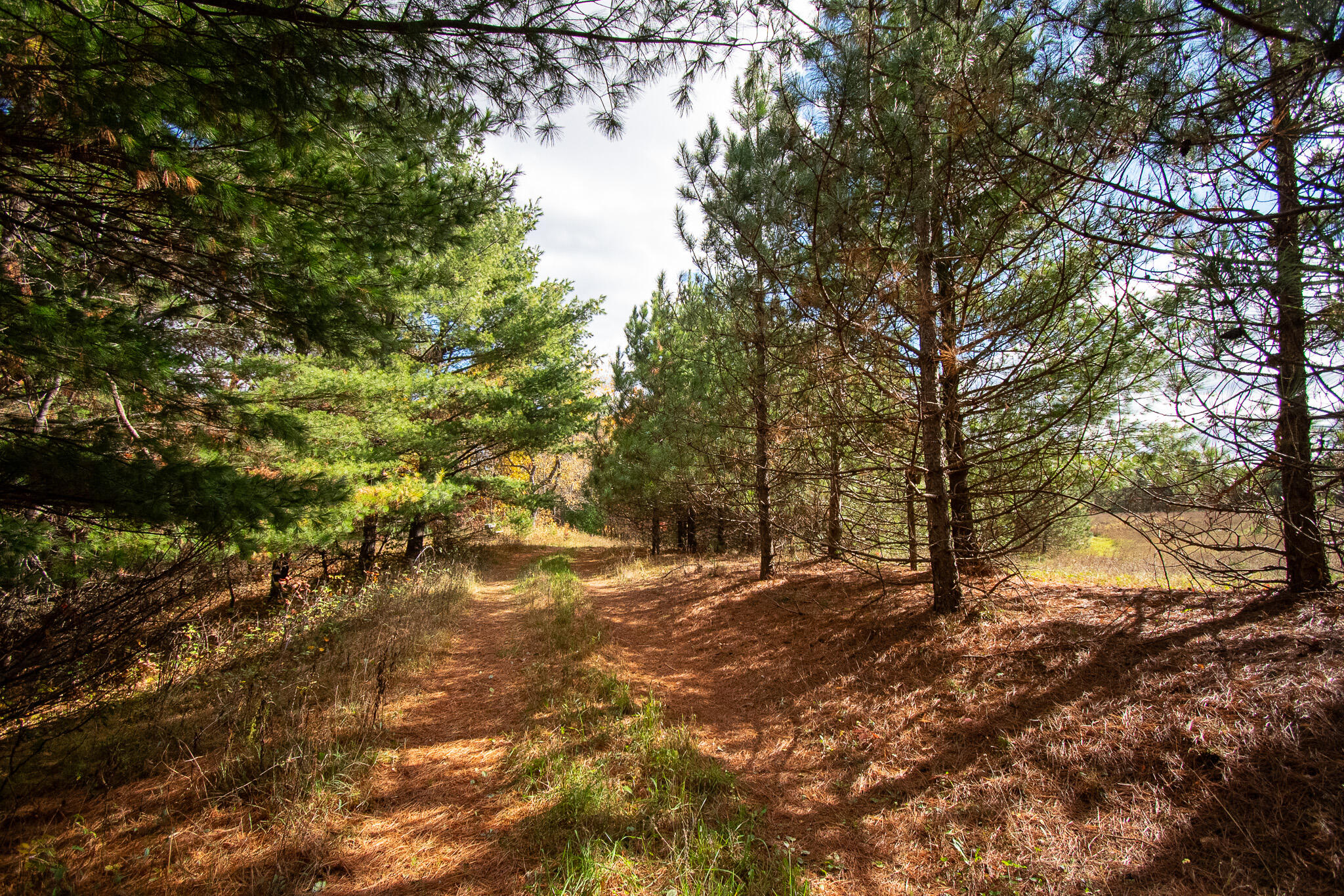 E516 Rustad Road Harrison, WI 54945 - Photo 10 of 52 Enjoy walking/UTV trails