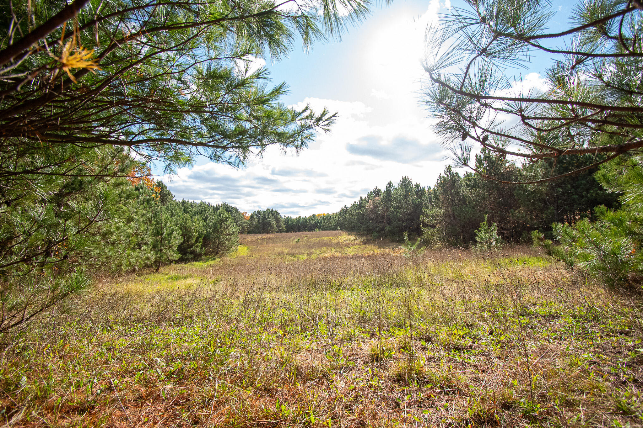 E516 Rustad Road Harrison, WI 54945 - Photo 11 of 52 Abundant wildlife!