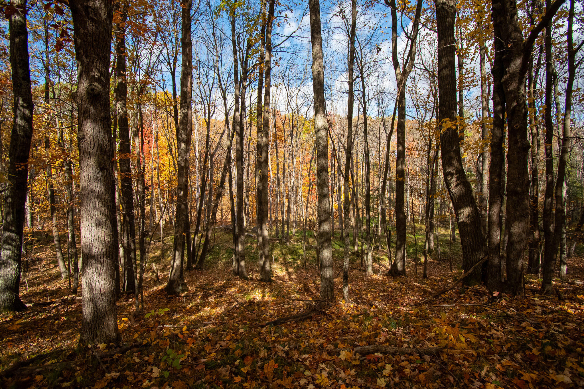 E516 Rustad Road Harrison, WI 54945 - Photo 12 of 52 Hardwoods