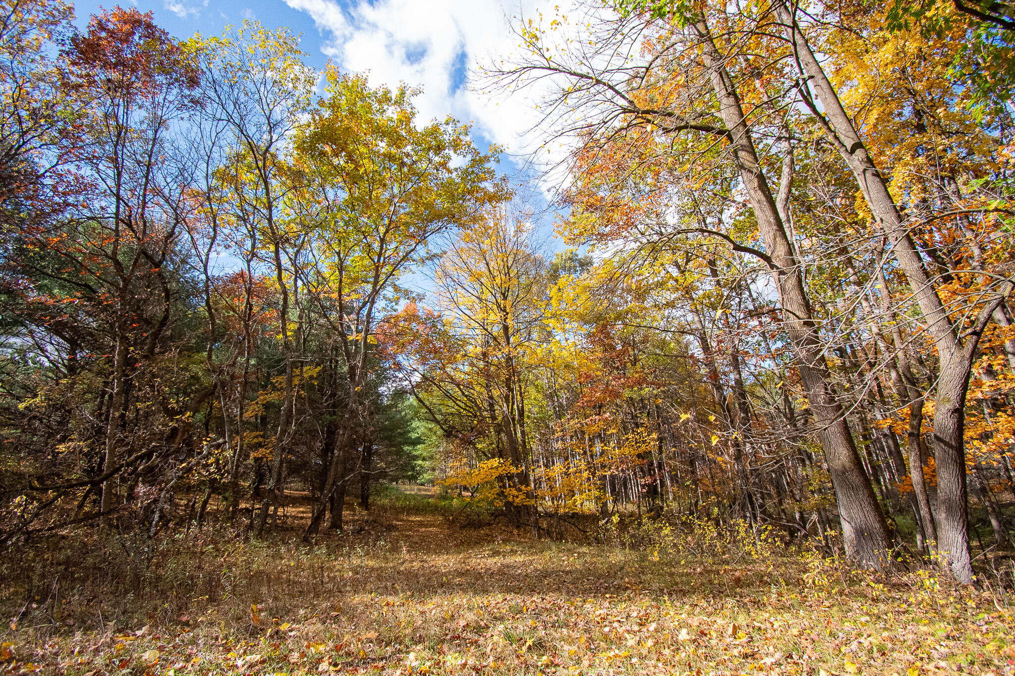 E516 Rustad Road Harrison, WI 54945 - Photo 44 of 52 Hardwoods