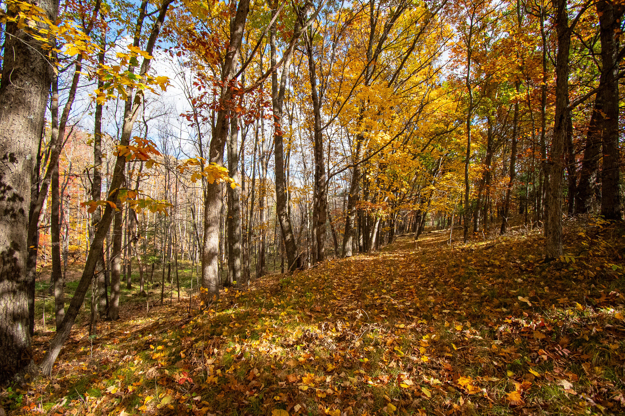 E516 Rustad Road Harrison, WI 54945 - Photo 45 of 52 Hardwoods