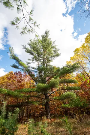 $625,000 | E516 Rustad Road, Harrison, WI 54945