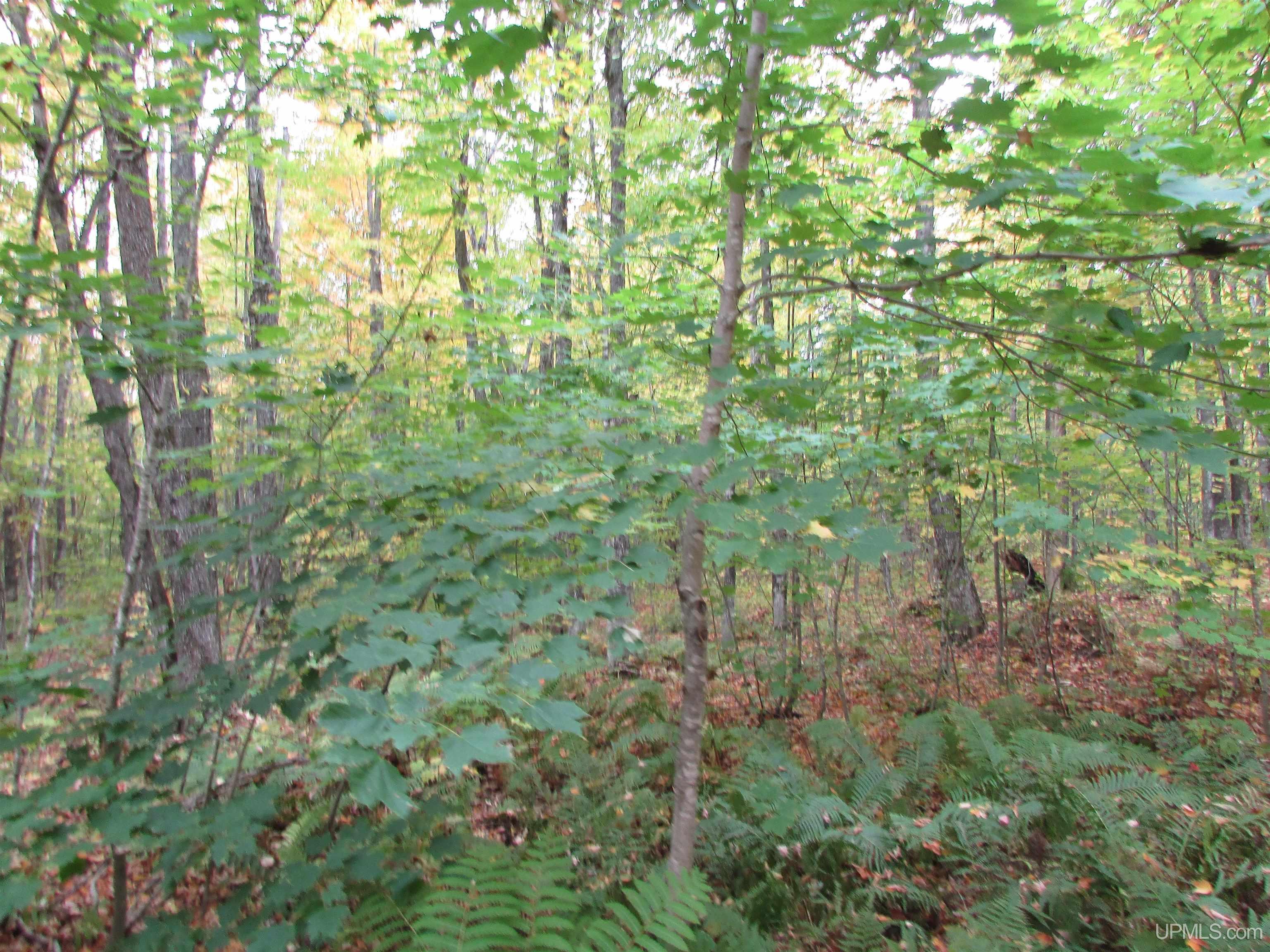 Tbd Donken Road Toivola, MI 49965 - Photo 9 of 11 Gallery Image 9