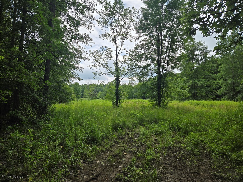 Vl Parsons Road Lagrange, OH 44050 - Photo 5 of 7 View of woods