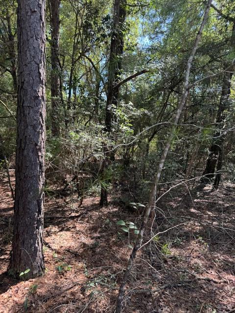 0 Rainbird Rise Road Crestview, FL 32539 - Photo 5 of 10 a view of a tree in a yard