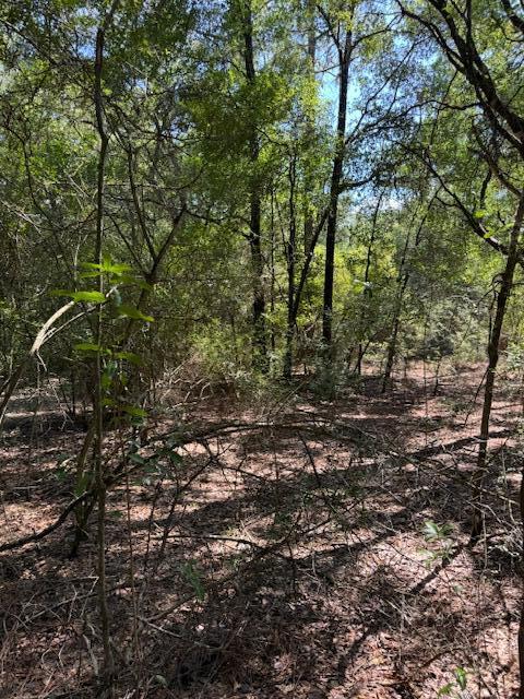 0 Rainbird Rise Road Crestview, FL 32539 - Photo 7 of 10 a view of a forest with trees