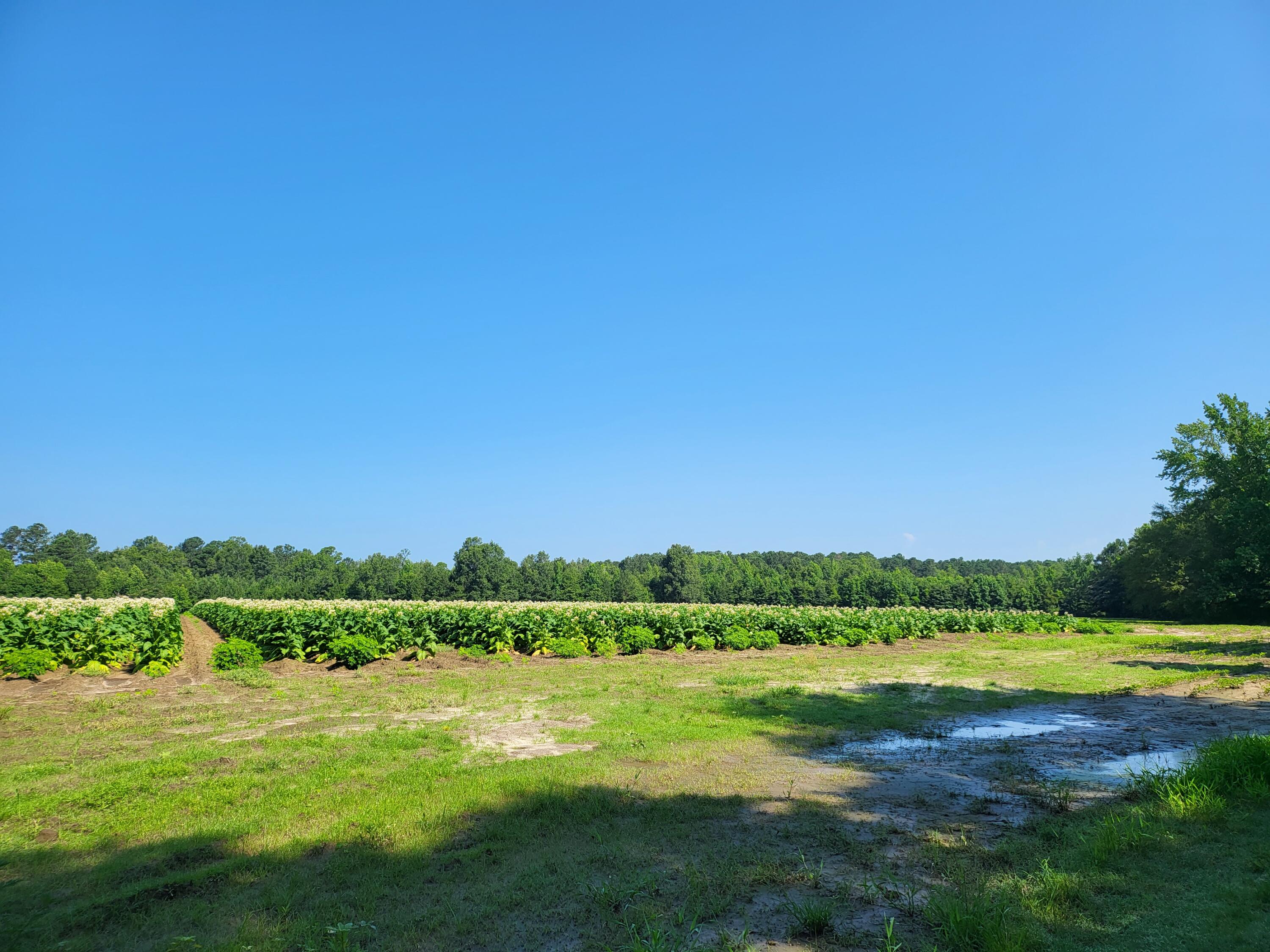 0 Guess Road Greeleyville, SC 29056 - Photo 4 of 5 20230628_101427