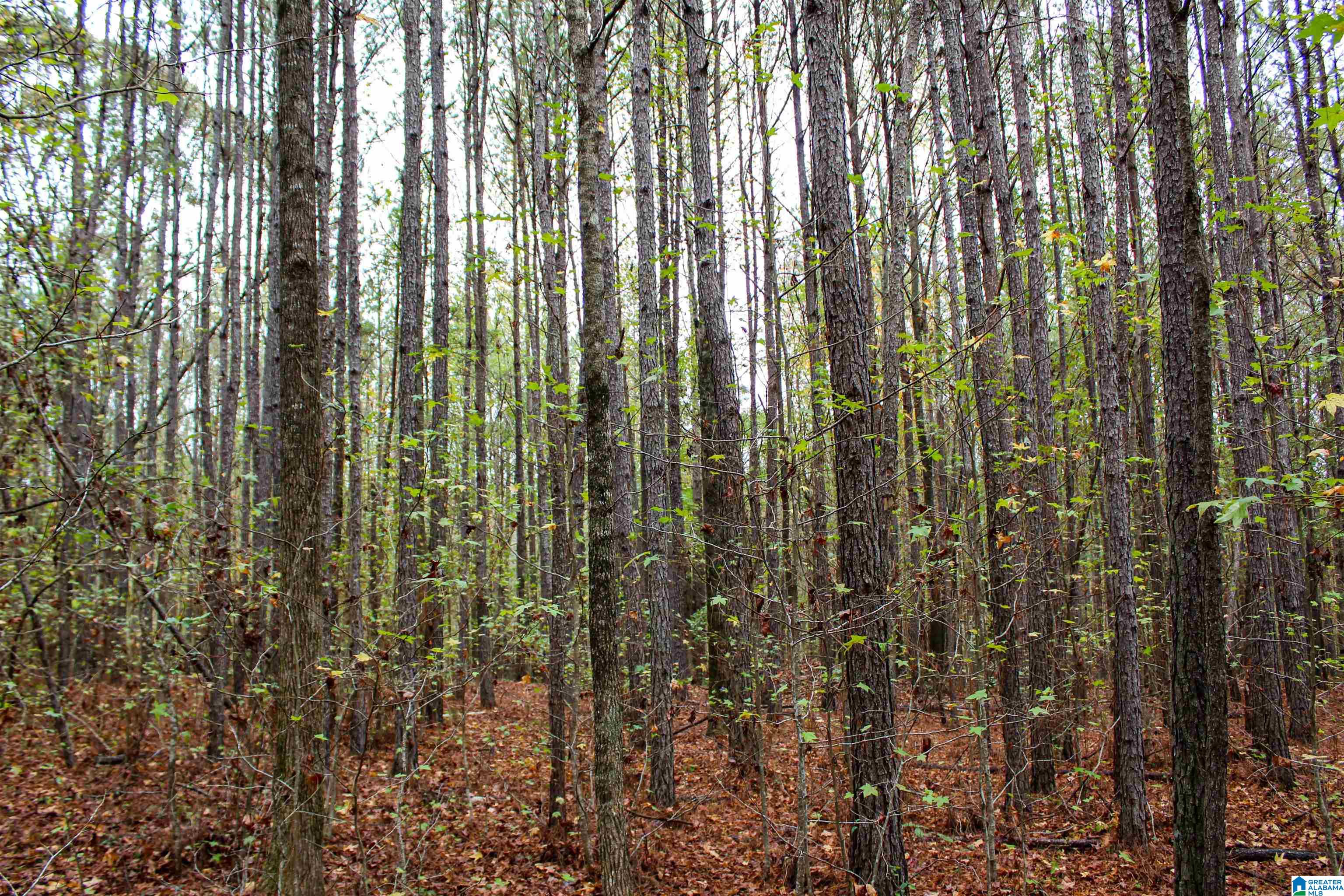 0 Spring Hill Road Nauvoo, AL 35578 - Photo 23 of 44