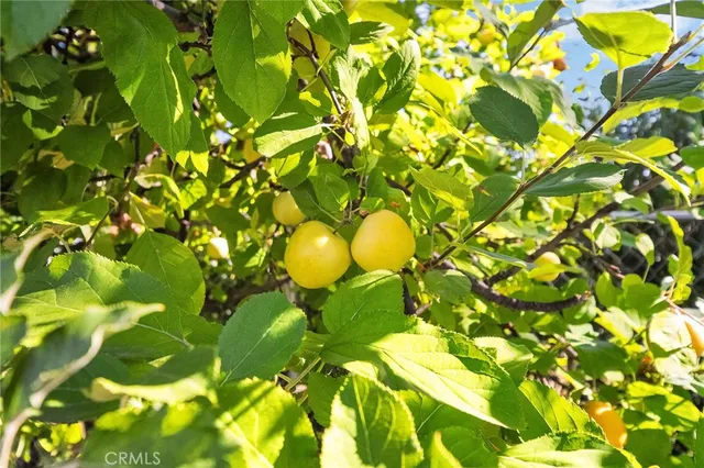a view of a tree with a plant