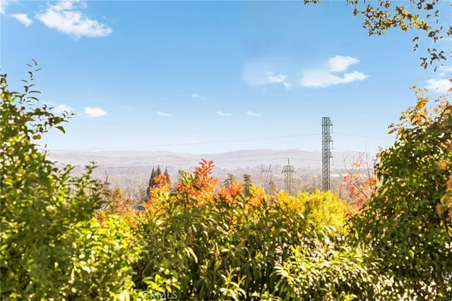 a view of a room with a tree and a plant