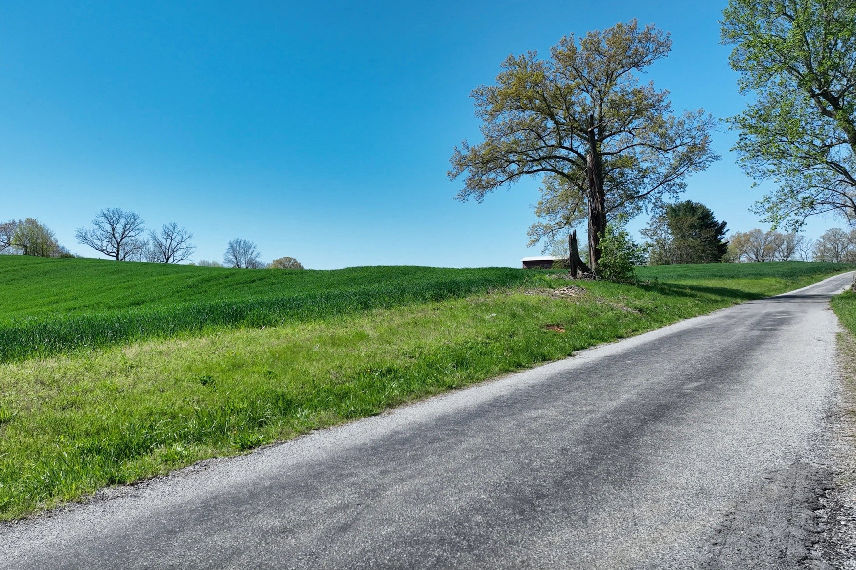 0 Mt Zion Road Springfield, TN 37172 - Photo 13 of 18 a view of a yard with palm trees