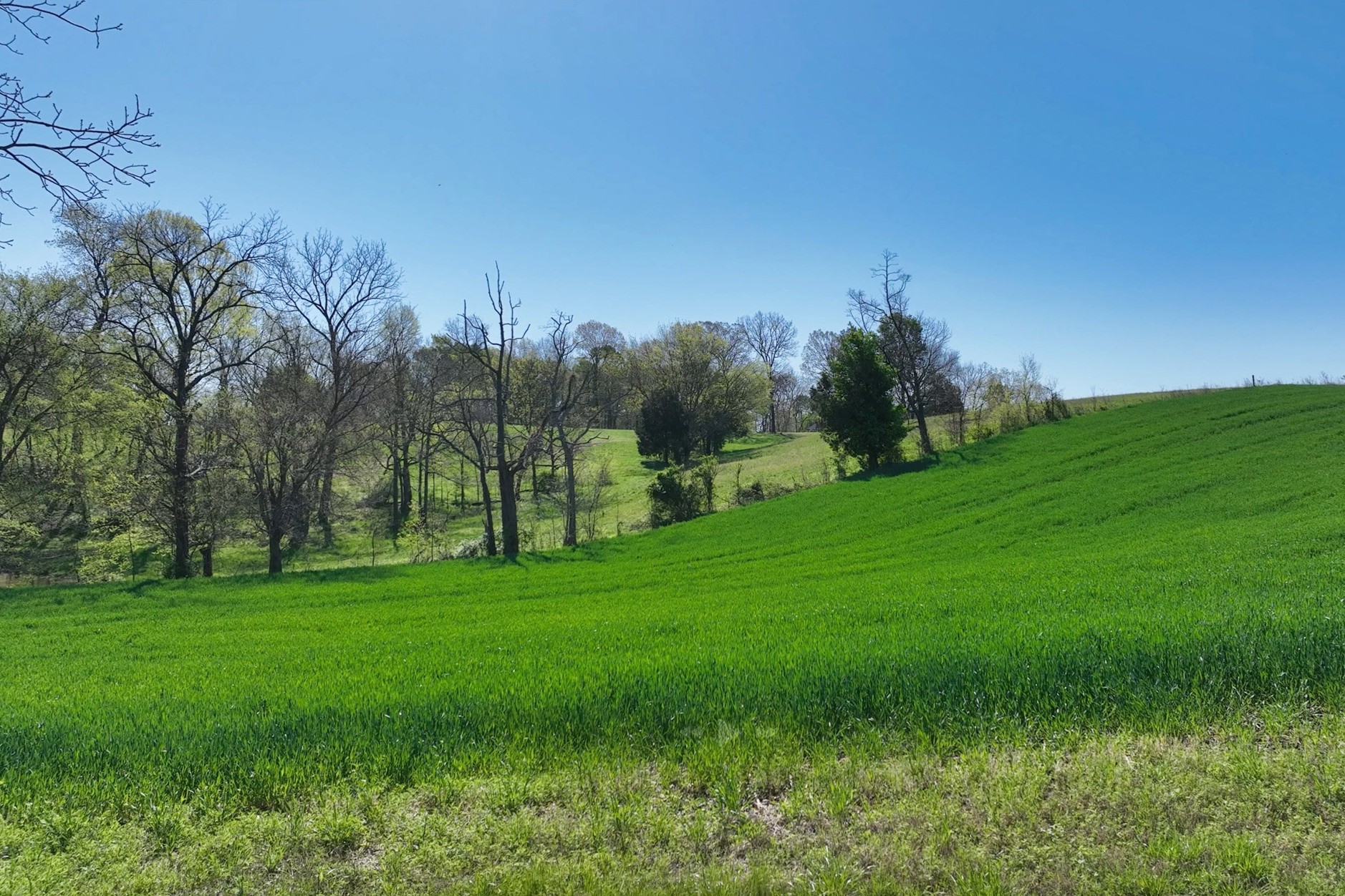 0 Mt Zion Road Springfield, TN 37172 - Photo 15 of 18 a view of a grassy field with trees
