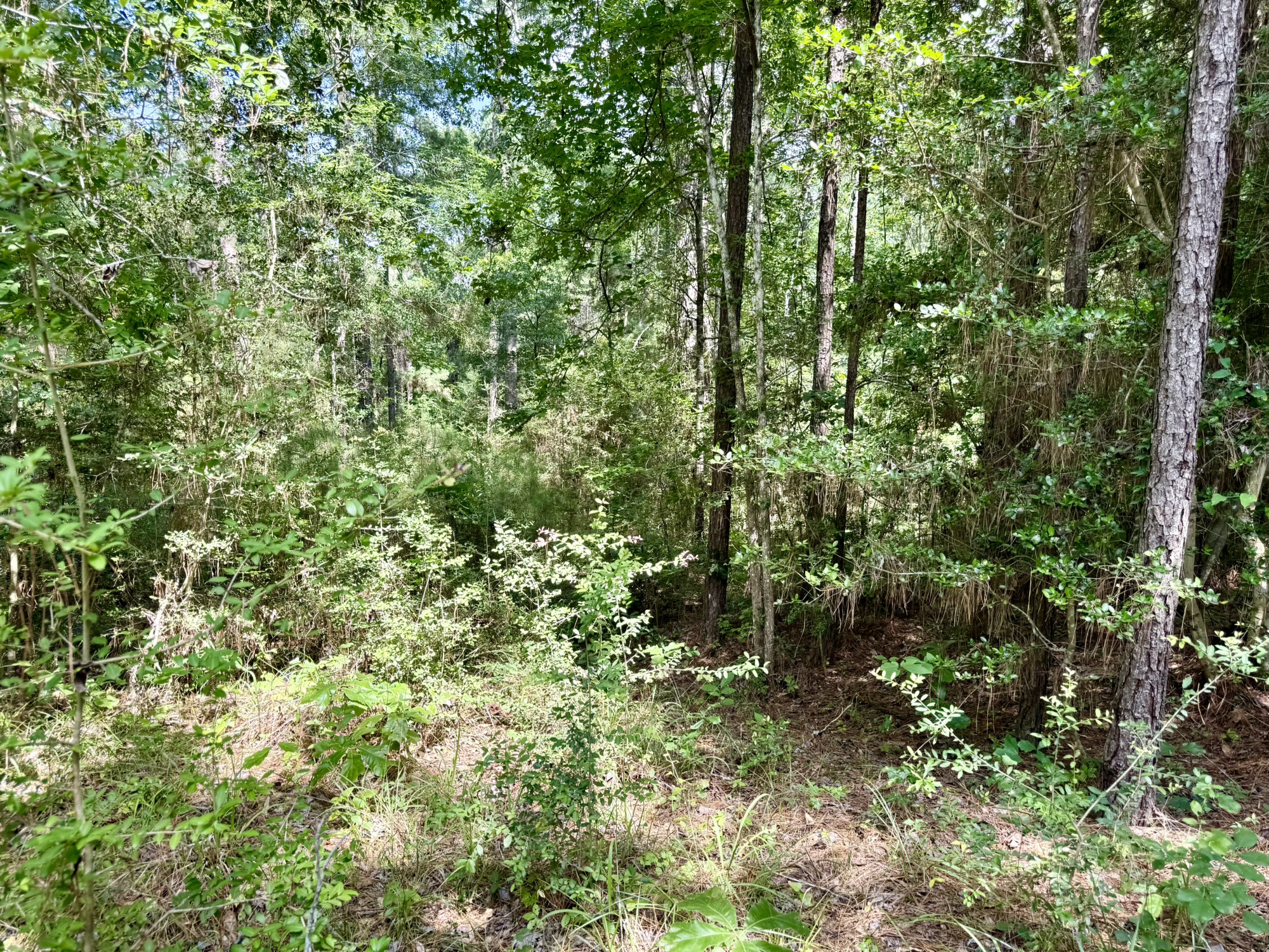Tbd Tbd Spring Creek Drive Coldspring, TX 77331 - Photo 2 of 9