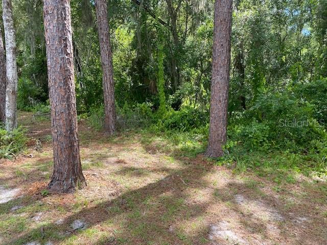 0 Th DeLand, FL 32724 - Photo 7 of 8 a view of a forest with trees