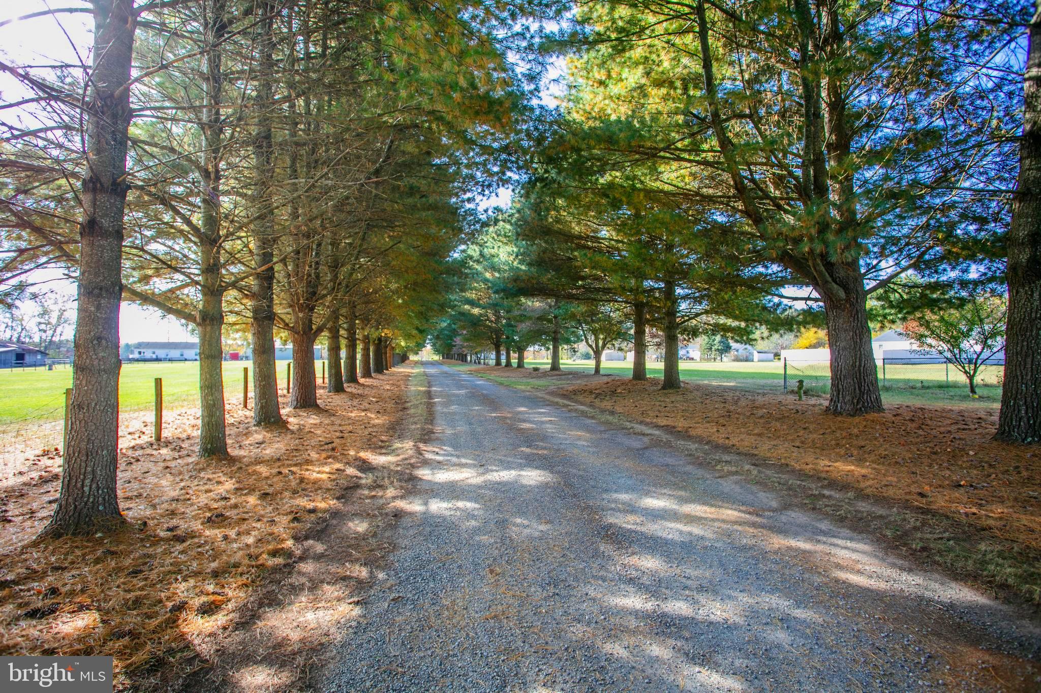 12117 Salem Church Road King George, VA 22485 - Photo 3 of 34 a view of road with trees