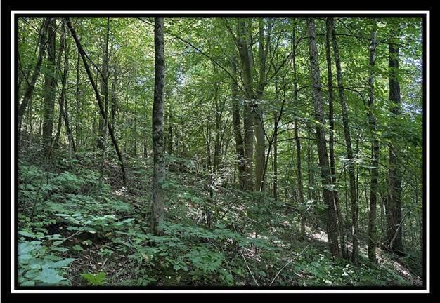 0 Old State Road, Unit TRACT 5) Crooksville, OH 43731 - Photo 25 of 36 image025