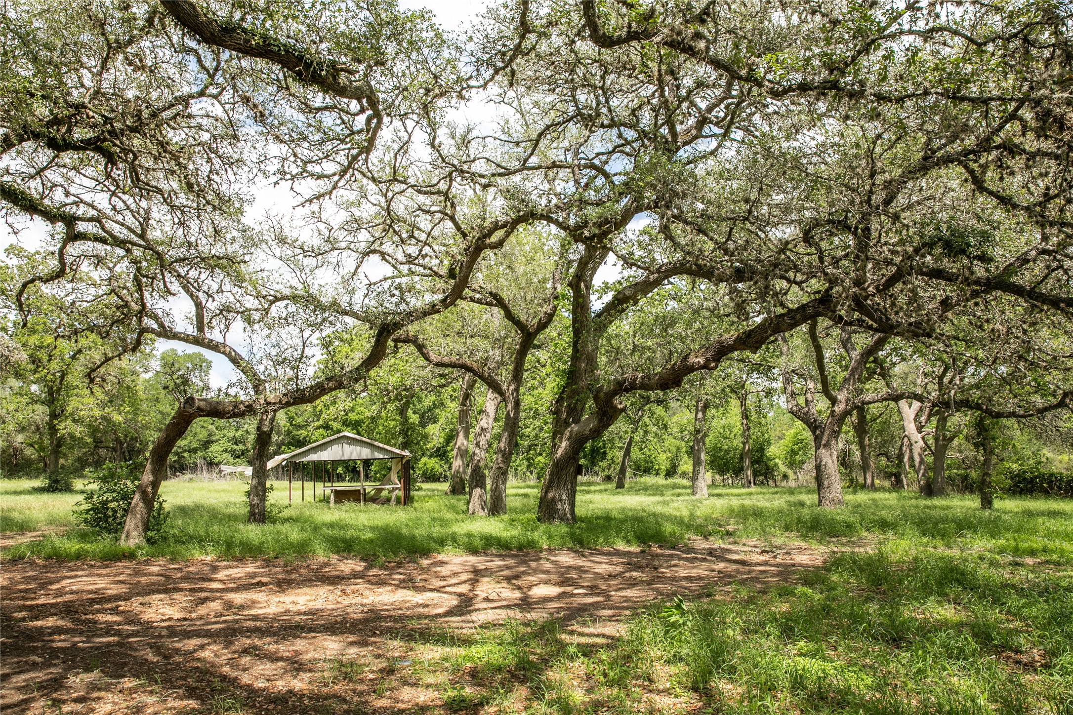1503 Highway 237 Round Top, TX 78954 - Photo 8 of 25 a view of a yard with plants and trees
