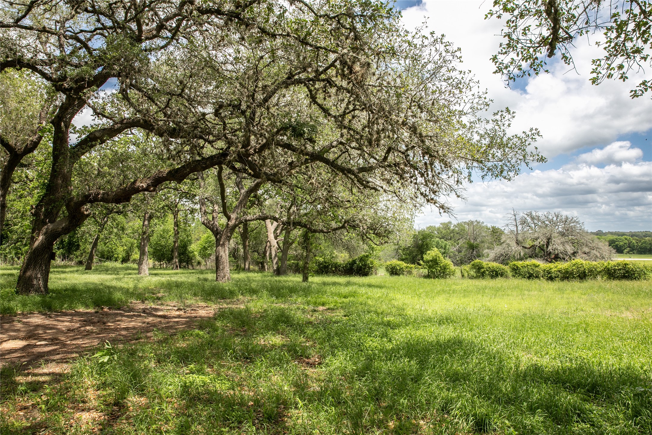 1503 Highway 237 Round Top, TX 78954 - Photo 9 of 25 a view of a field with a tree