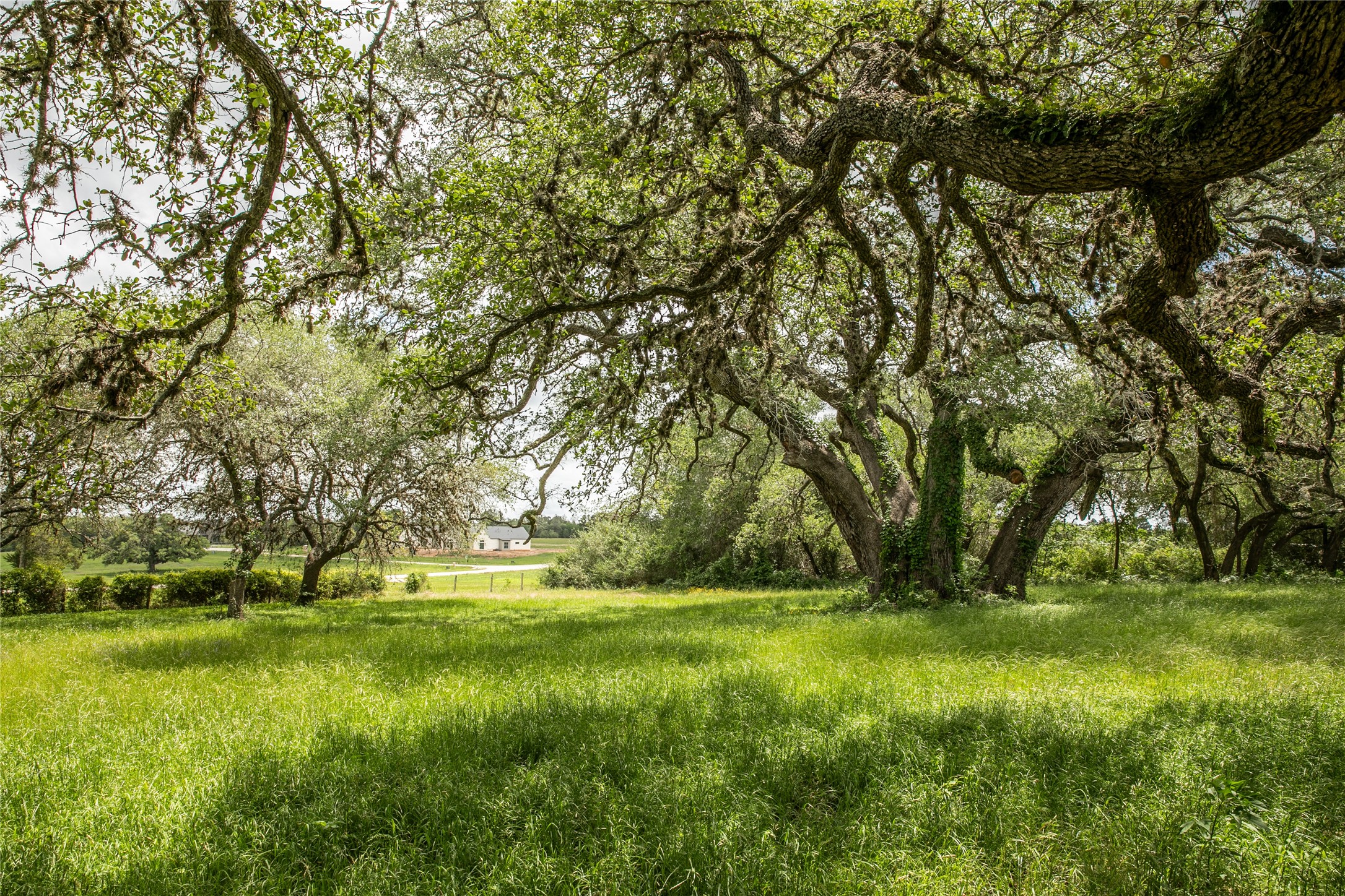 1503 Highway 237 Round Top, TX 78954 - Photo 10 of 25 a view of outdoor space with a garden and trees