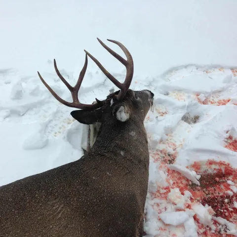 $373,700 | 7767 West Richie Road, Lincoln, MI 48742